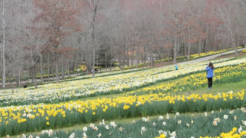 daffodils at Gibbs Gardens