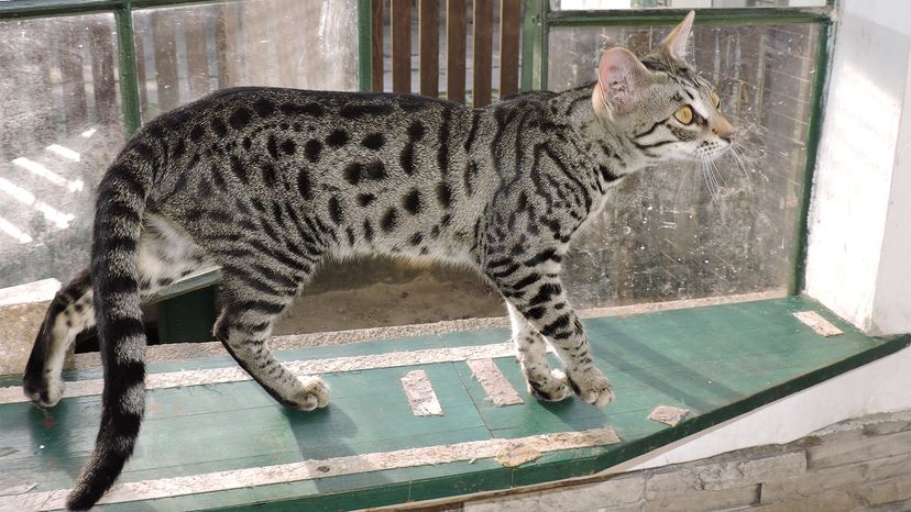 Savannah cat	