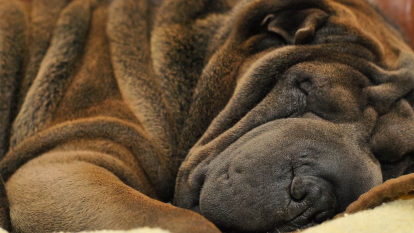 Shar Pei 